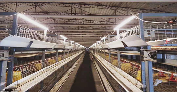 养鸡厂LED照明工程