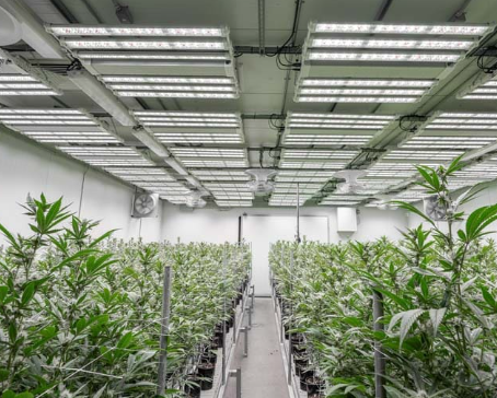 美国农业植物照明案例